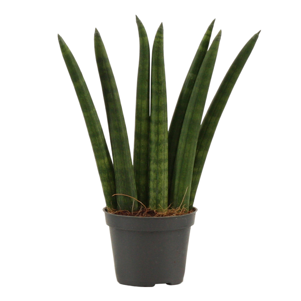 Sansevieria Cylindrica 6 cm Fan.