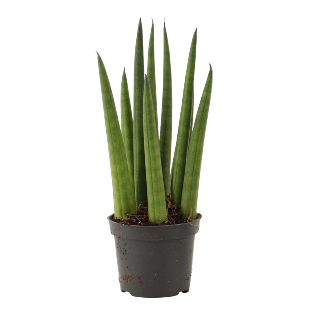Sansevieria Cylindrica 6 cm Rocket.