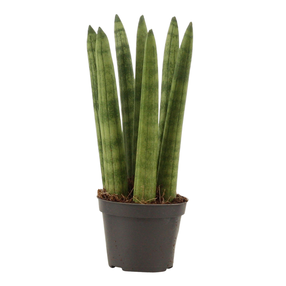 Sansevieria Cylindrica 6 cm Straight.