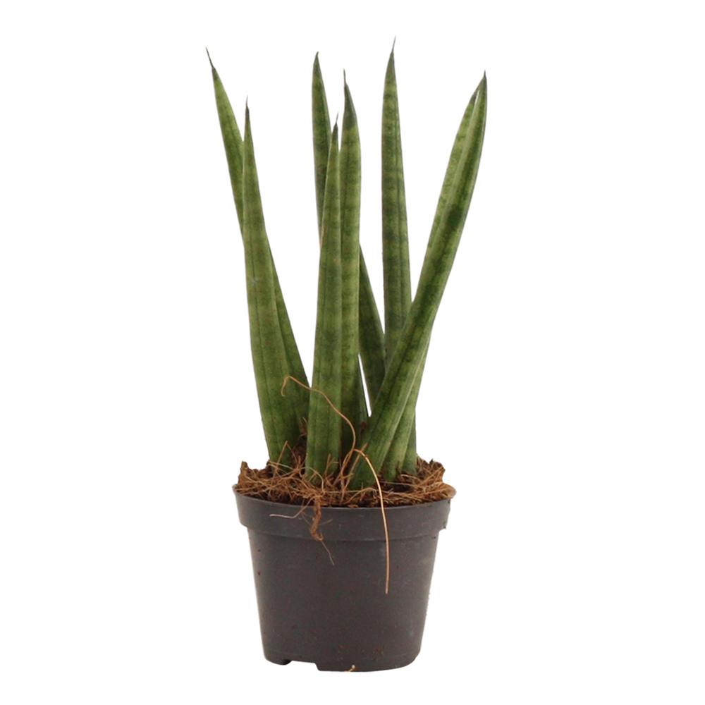 Sansevieria Cylindrica 6 cm Spaghetti.