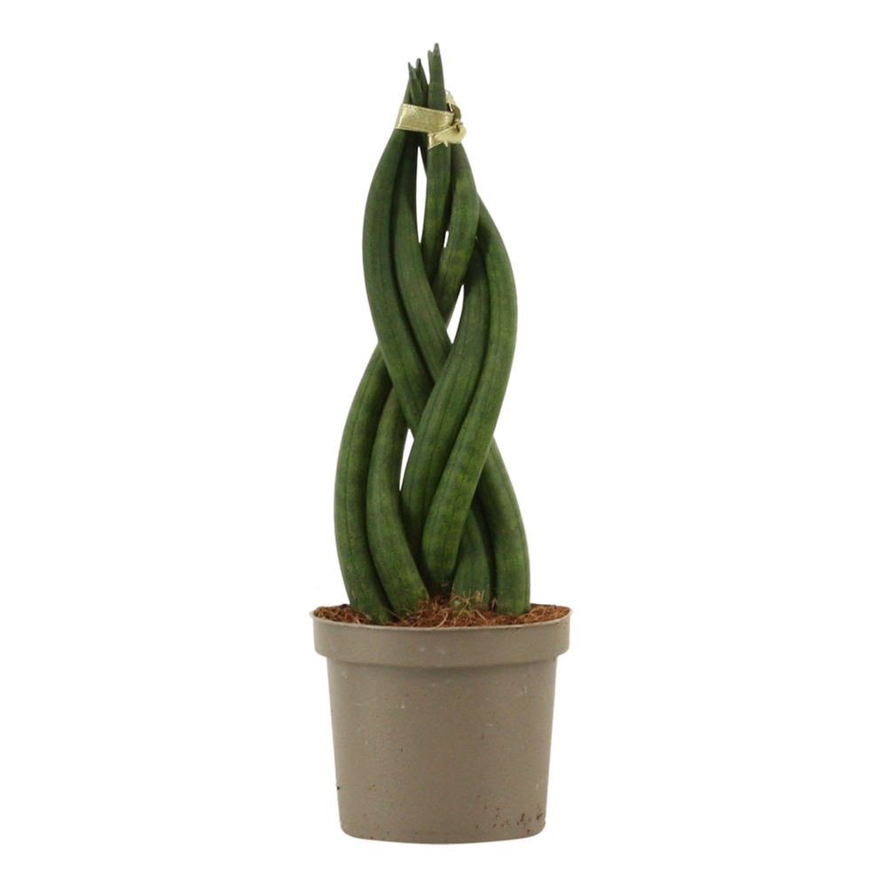 Sansevieria Cylindrica 9 cm Braid.