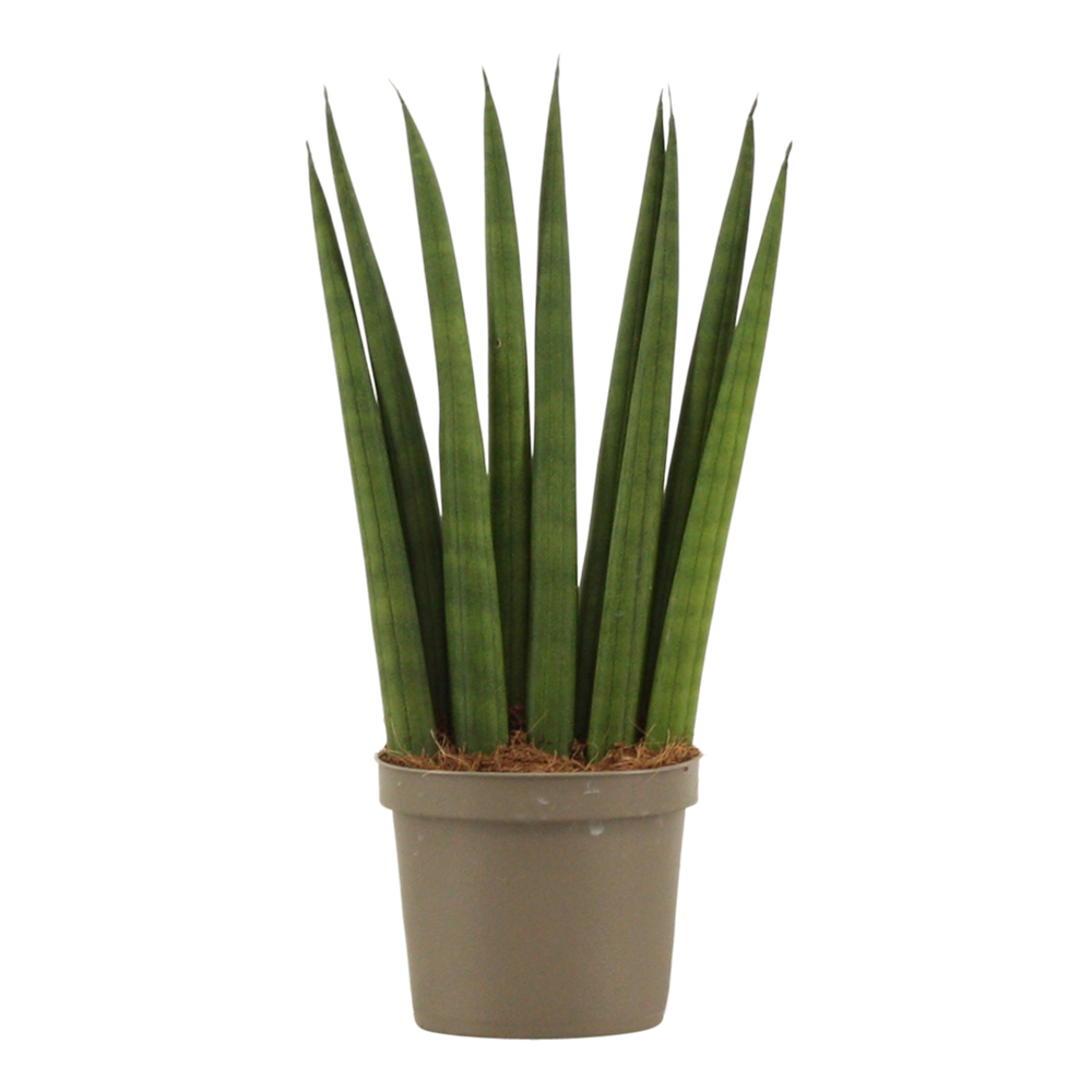 Sansevieria Cylindrica 9 cm Fan.