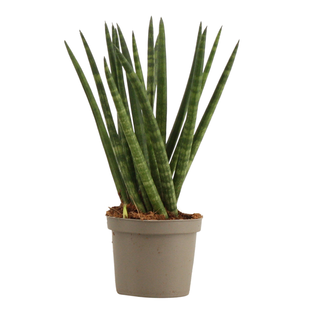 Sansevieria Cylindrica 9 cm Spaghetti.
