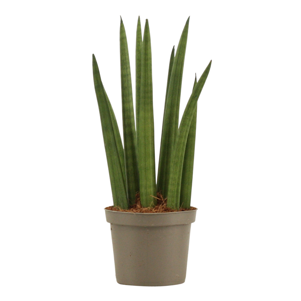 Sansevieria Cylindrica 9 cm Rocket.