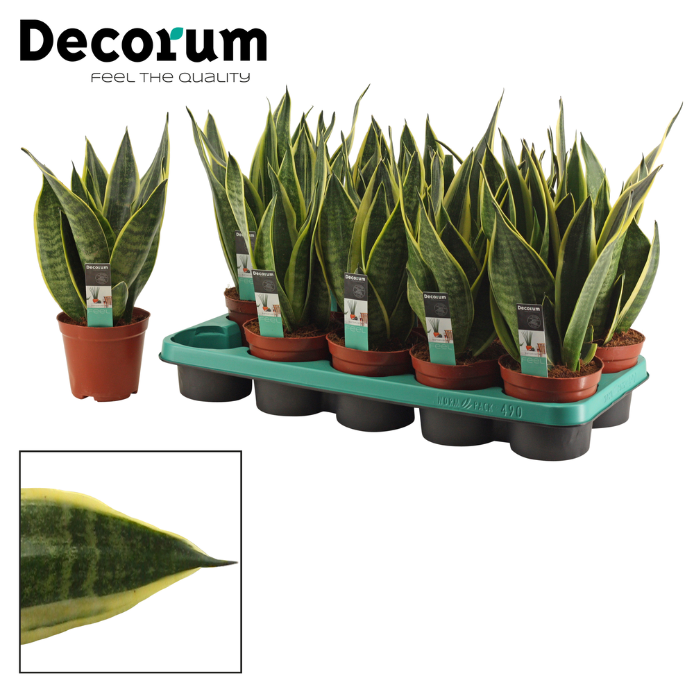Sansevieria Canary 12 cm (Decorum).