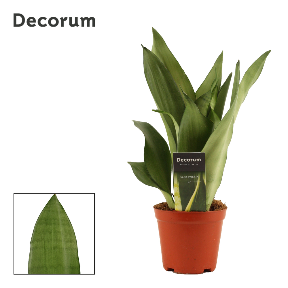 Sansevieria Moonshine 12 cm (Decorum).