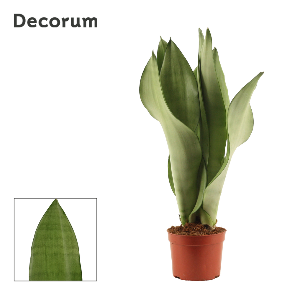 Sansevieria Moonshine 9 cm (Decorum).