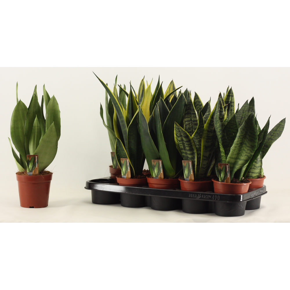 Sansevieria Super mix 12 cm.