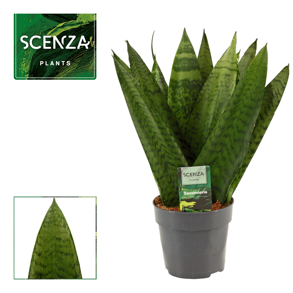Sansevieria Zeylanica Fan 12 cm.