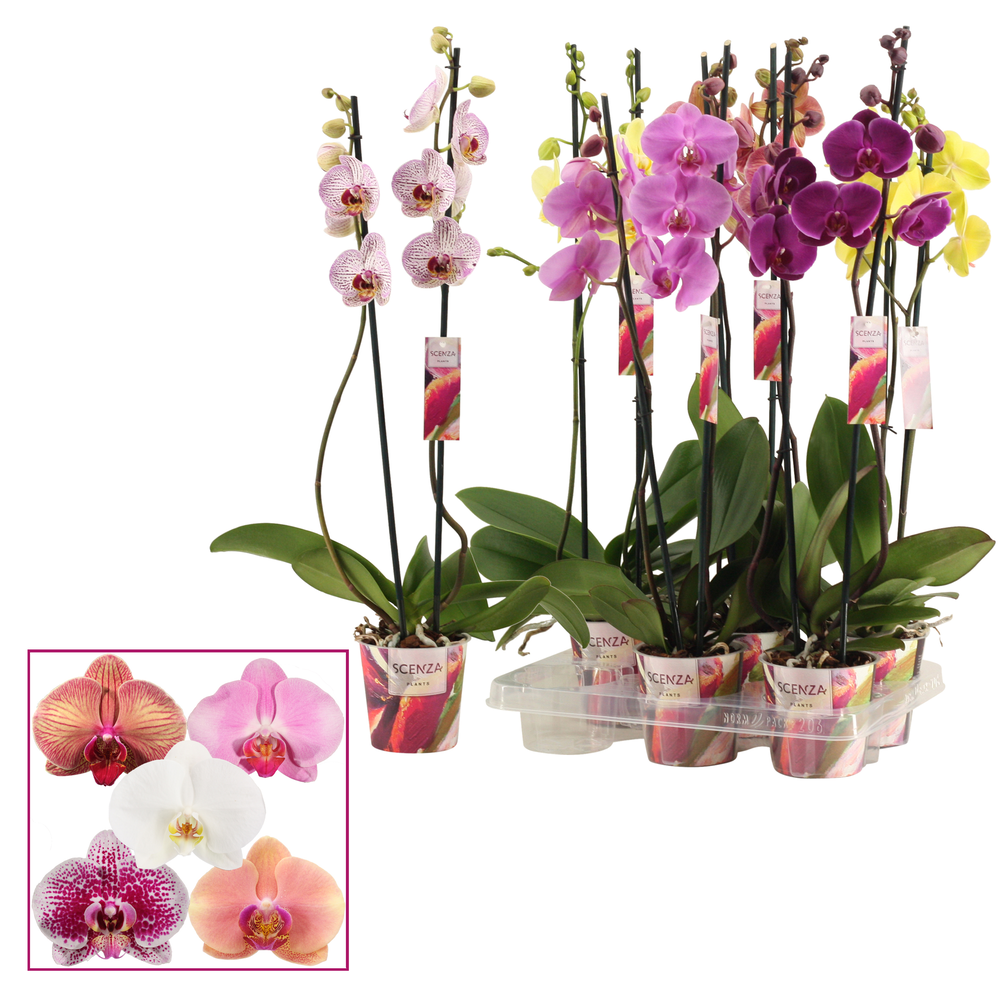 Phalaenopsis 2 tak 15+ mix lang (Scenza).