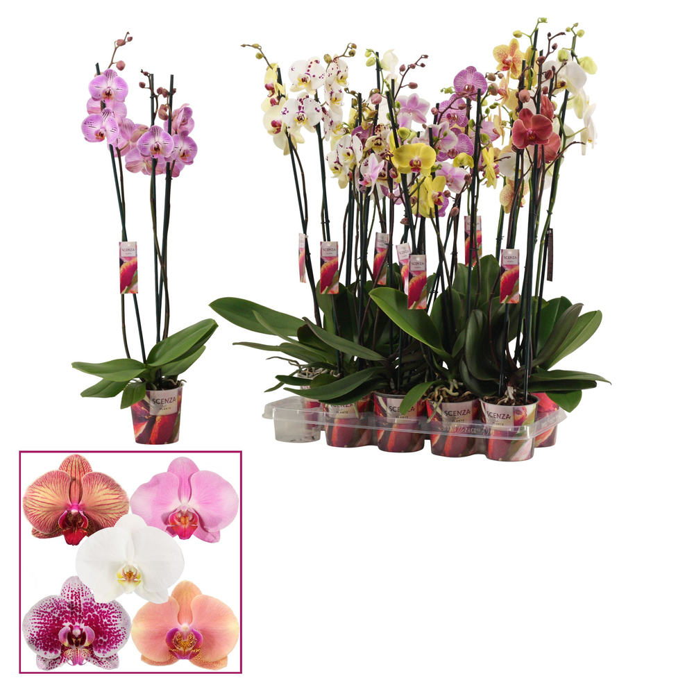 Phalaenopsis 3 tak mix lang (Scenza).