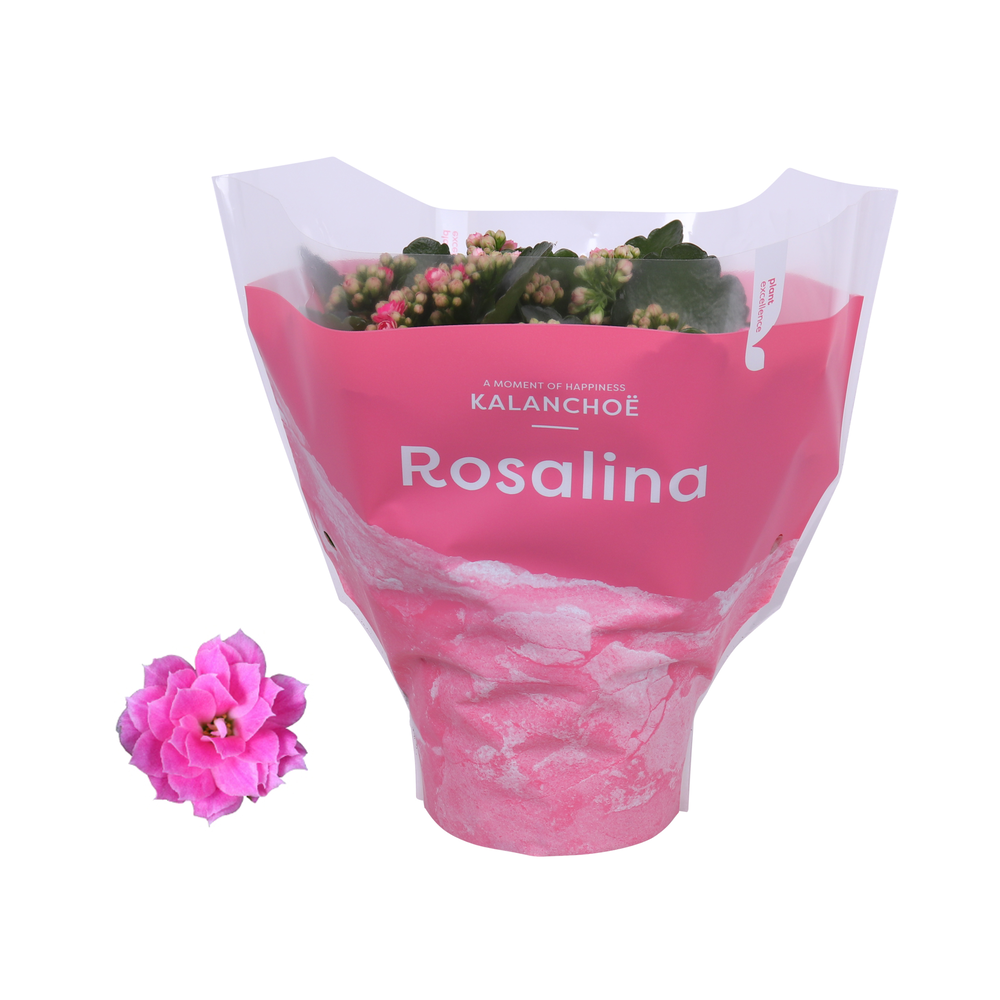 Kalanchoe Rosalina 15cm TST Don Nando, Roze hoes.