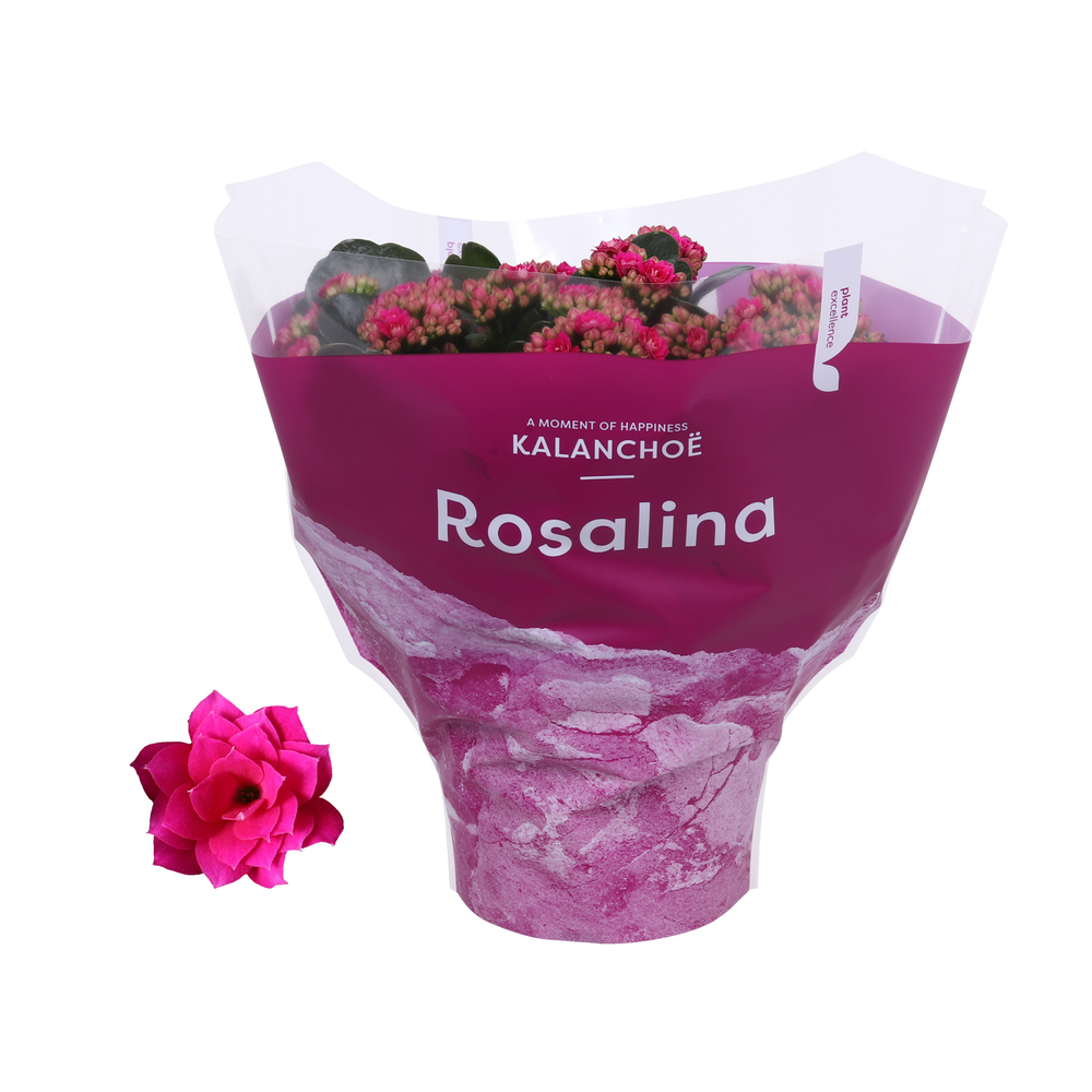 Kalanchoe Rosalina 15cm TST Don Victorio, Paarse h.