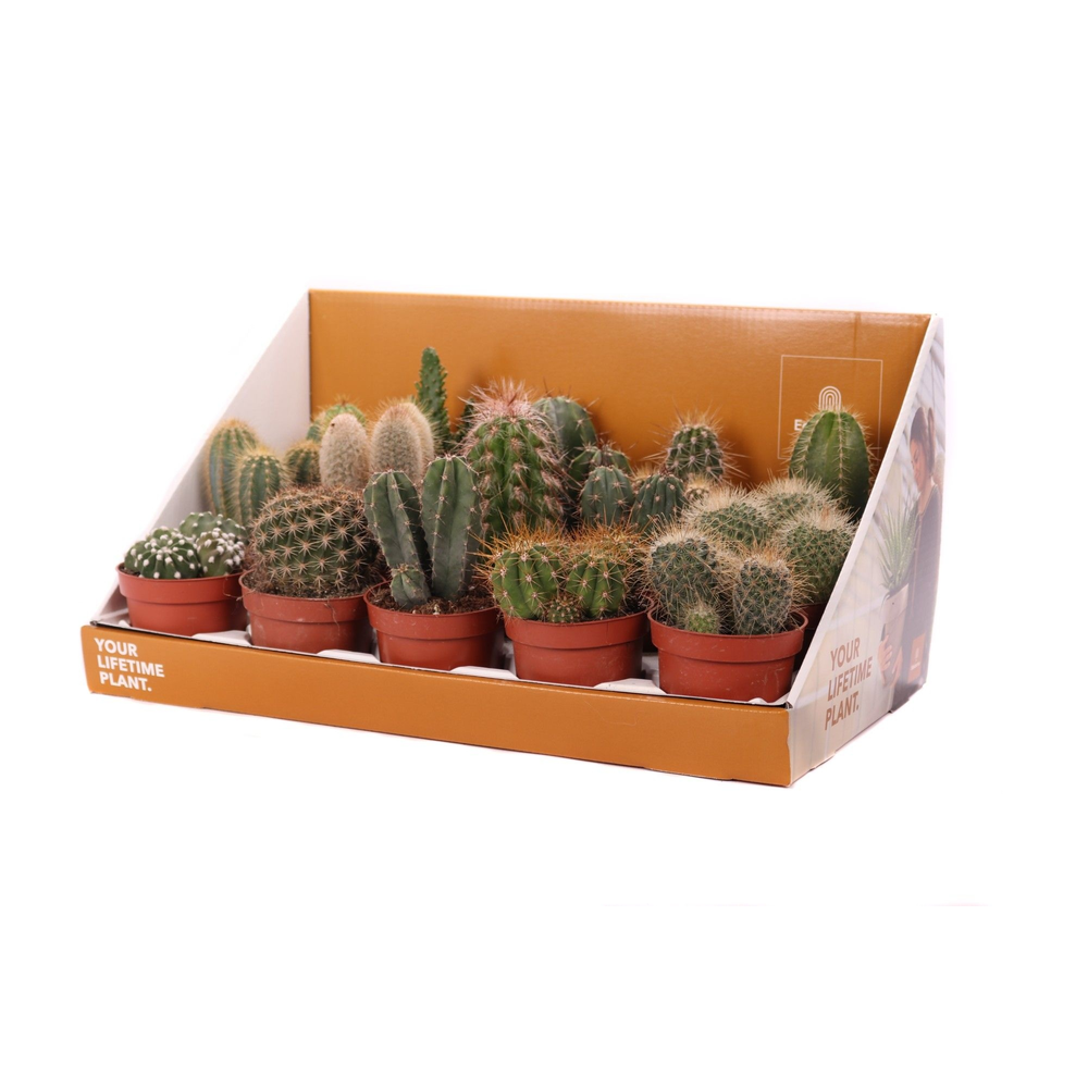 Cactus mix 5,5 cm in showdoos your lifetime plant.