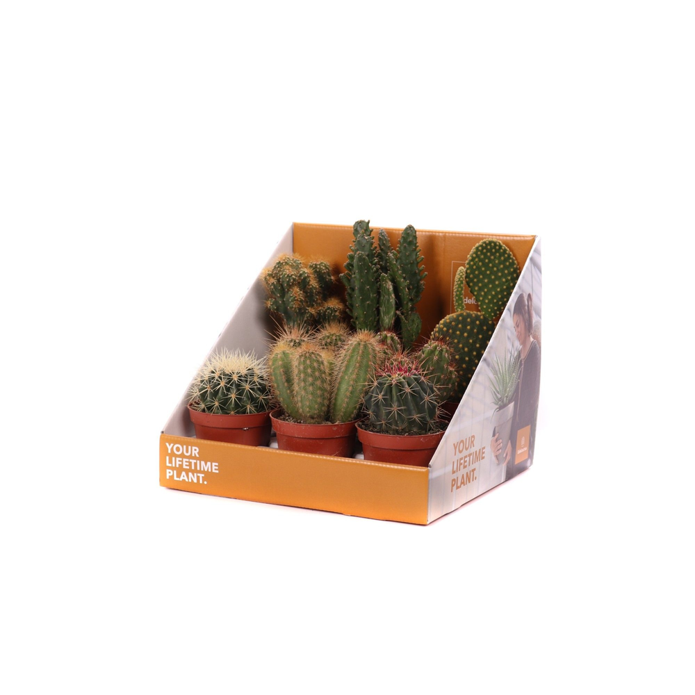 Cactus mix 8,5 cm in showdoos your lifetime plant.