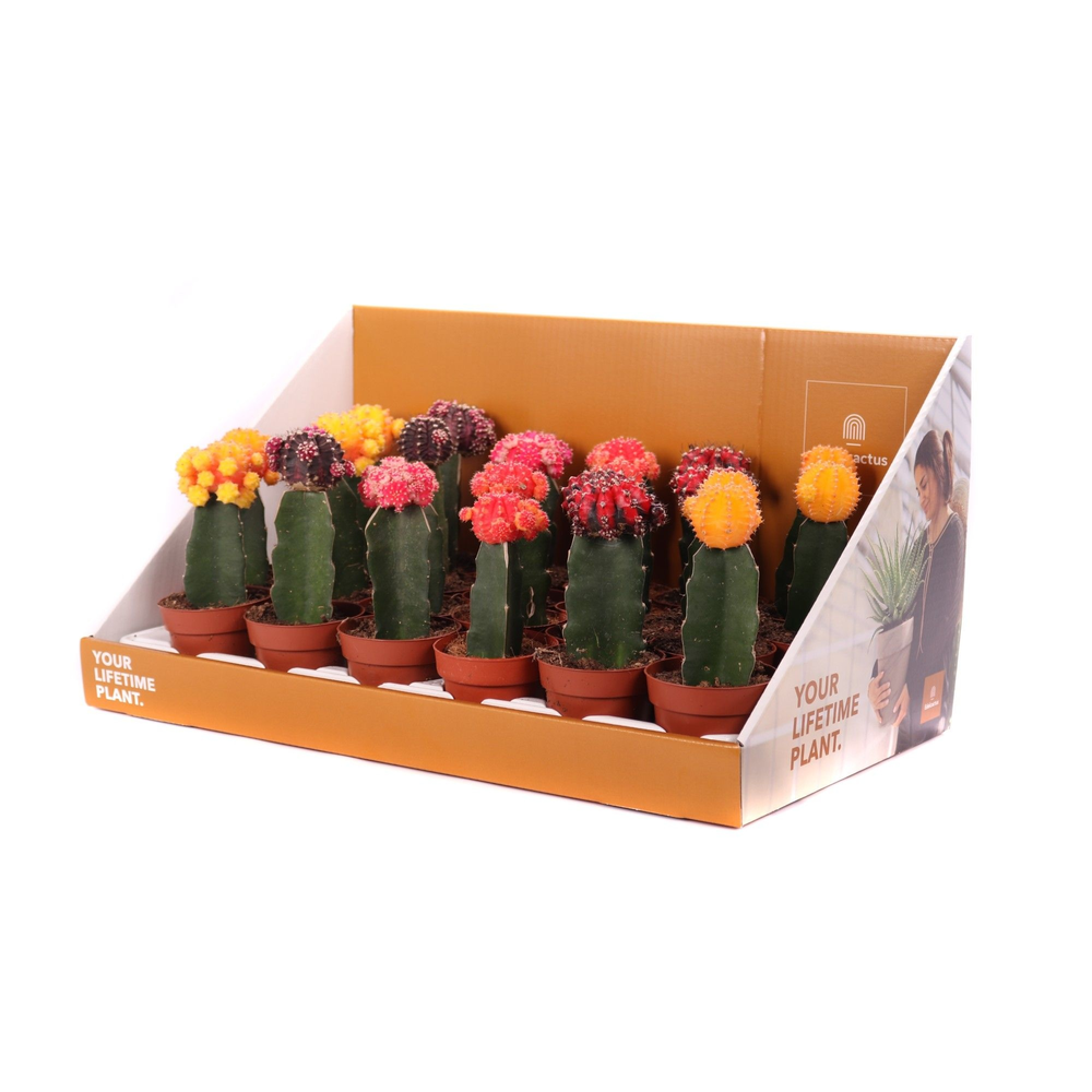 Cactus geent 8,5 cm in showdoos your lifetime plan.