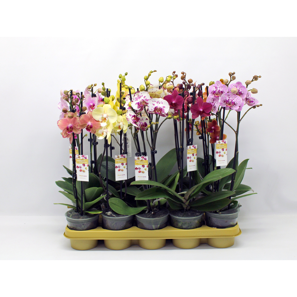 Gemengd 2-tak 50cm (GROEN).