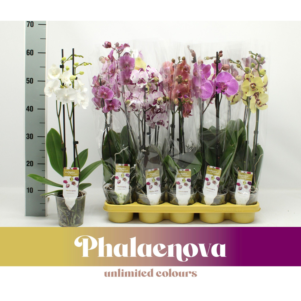 Gemengd EXCLUSIVE 2-tak 60cm (RIJP).