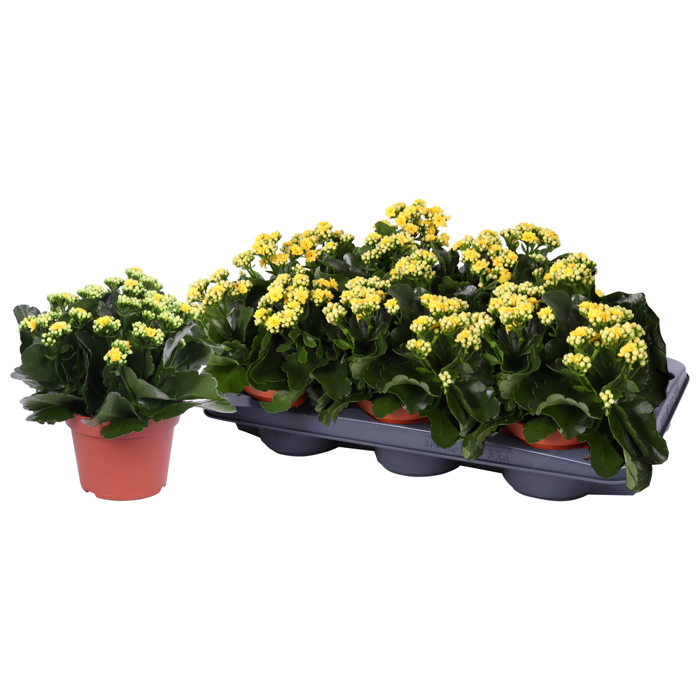 Kalanchoe Rosalina 15cm Don Amarillo geel, Zonder .