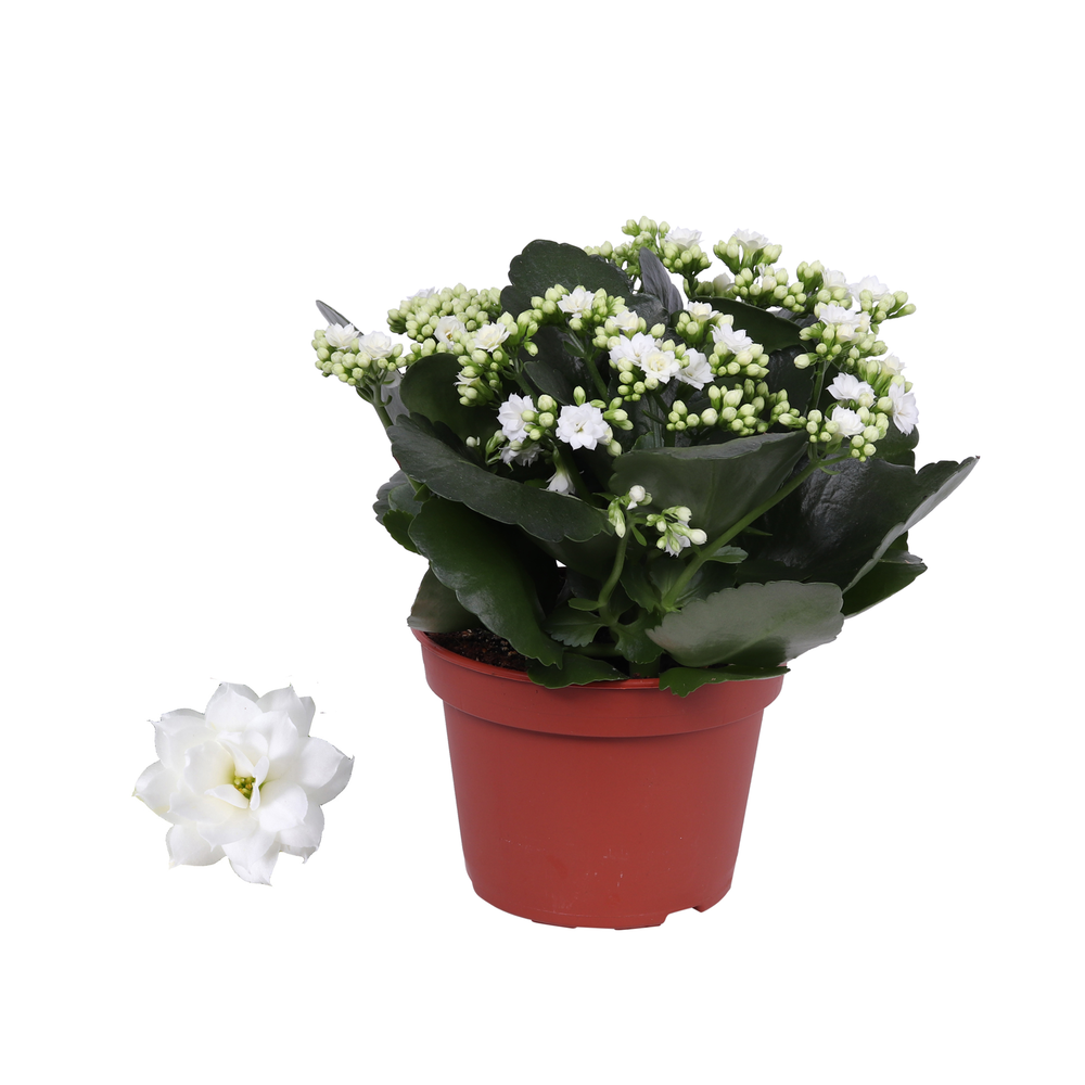 Kalanchoe Rosalina 15cm Don Dione wit, Zonder hoes.
