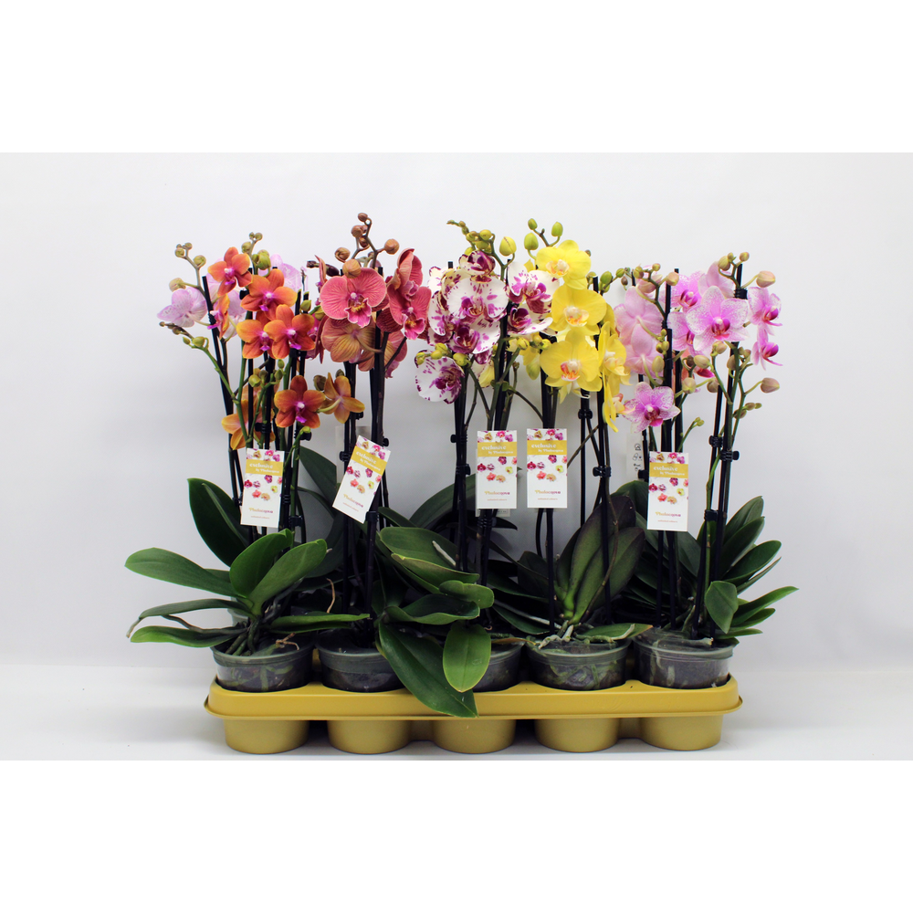 Gemengd 2-tak 50cm (RIJP).