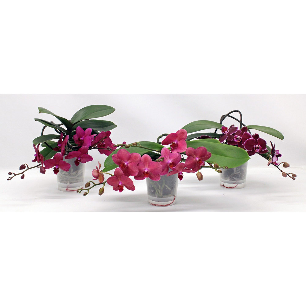 L'arrangeur D'orchidee ROOD (RIJP).