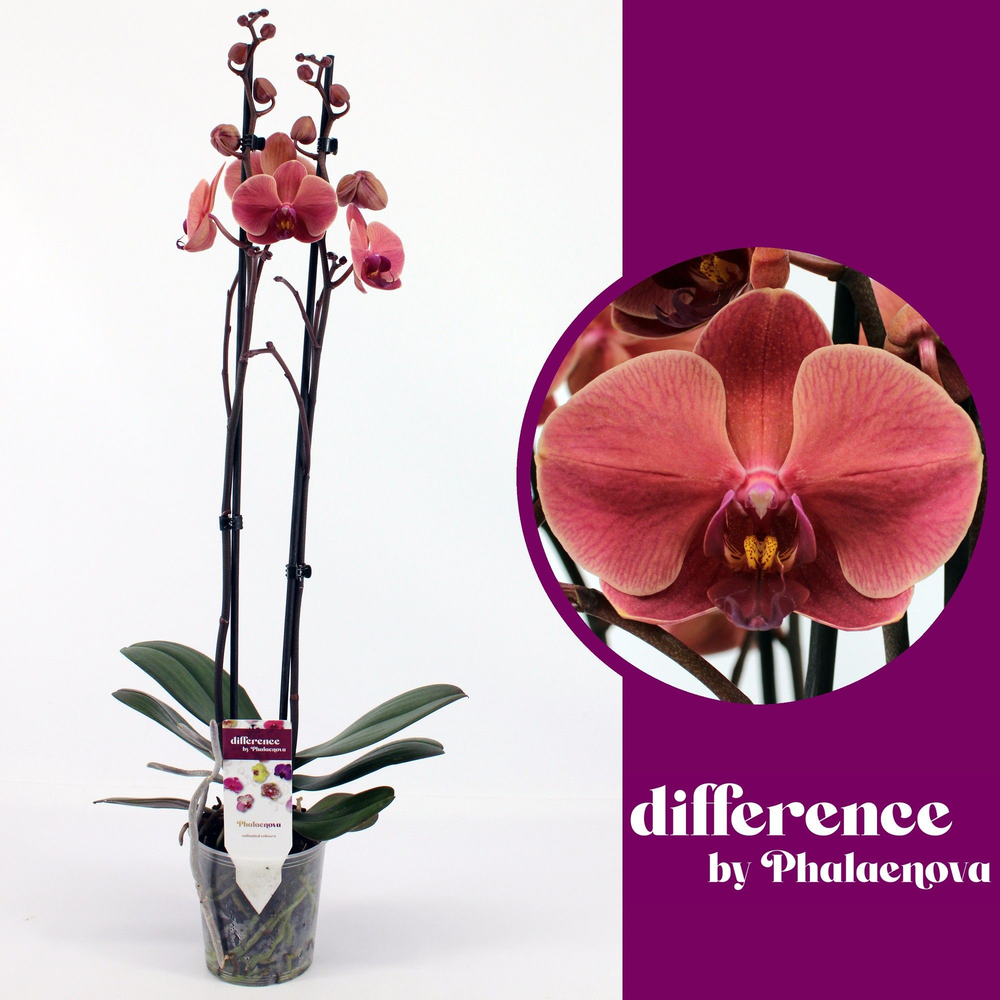 October Forest 2-tak 60cm (GROEN).