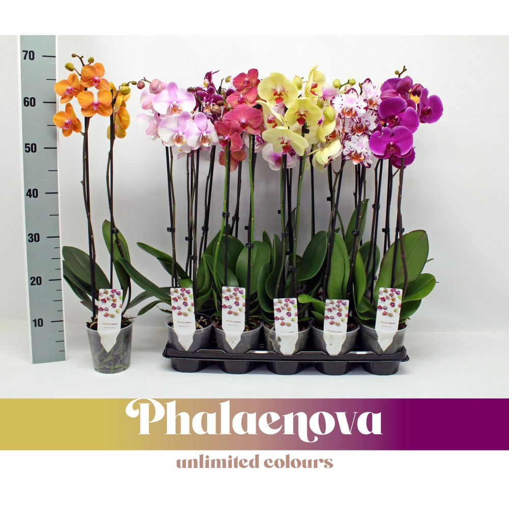 Gemengd Budget 70cm (RIJP).