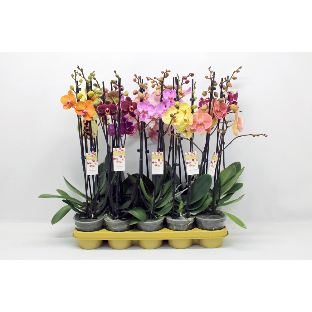Gemengd 10 kleuren 2-tak 60cm (GROEN).