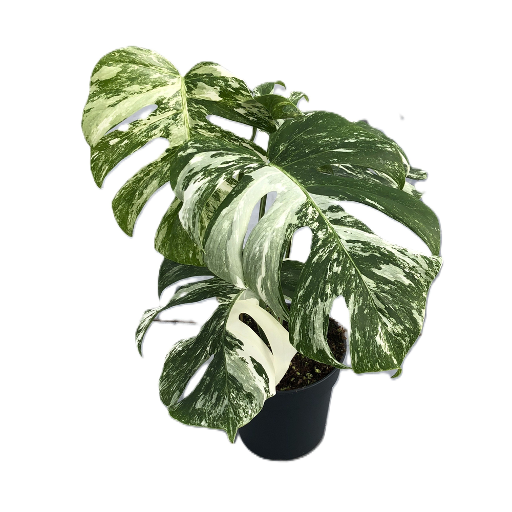 Monstera deliciosa "variegata" p17 hoog bont.