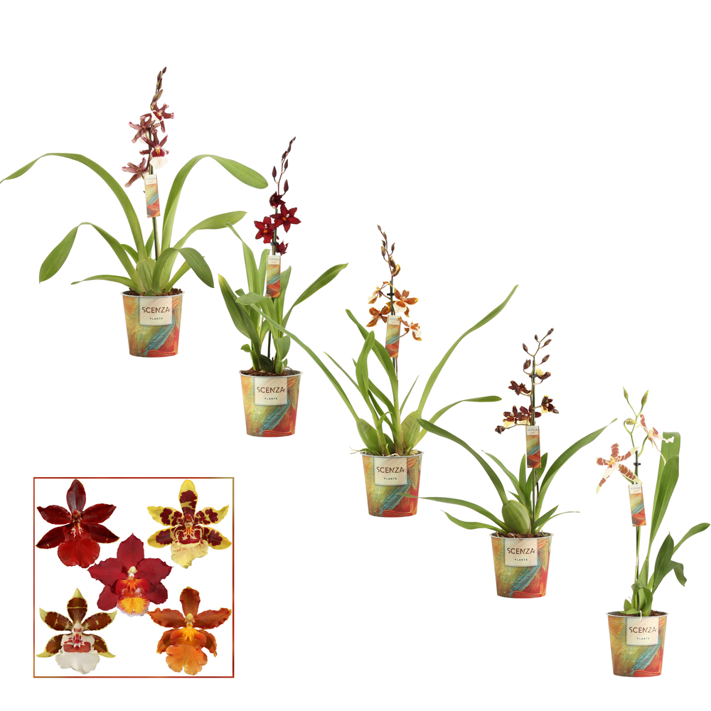 Cambria 1 tak mix kort (Scenza).