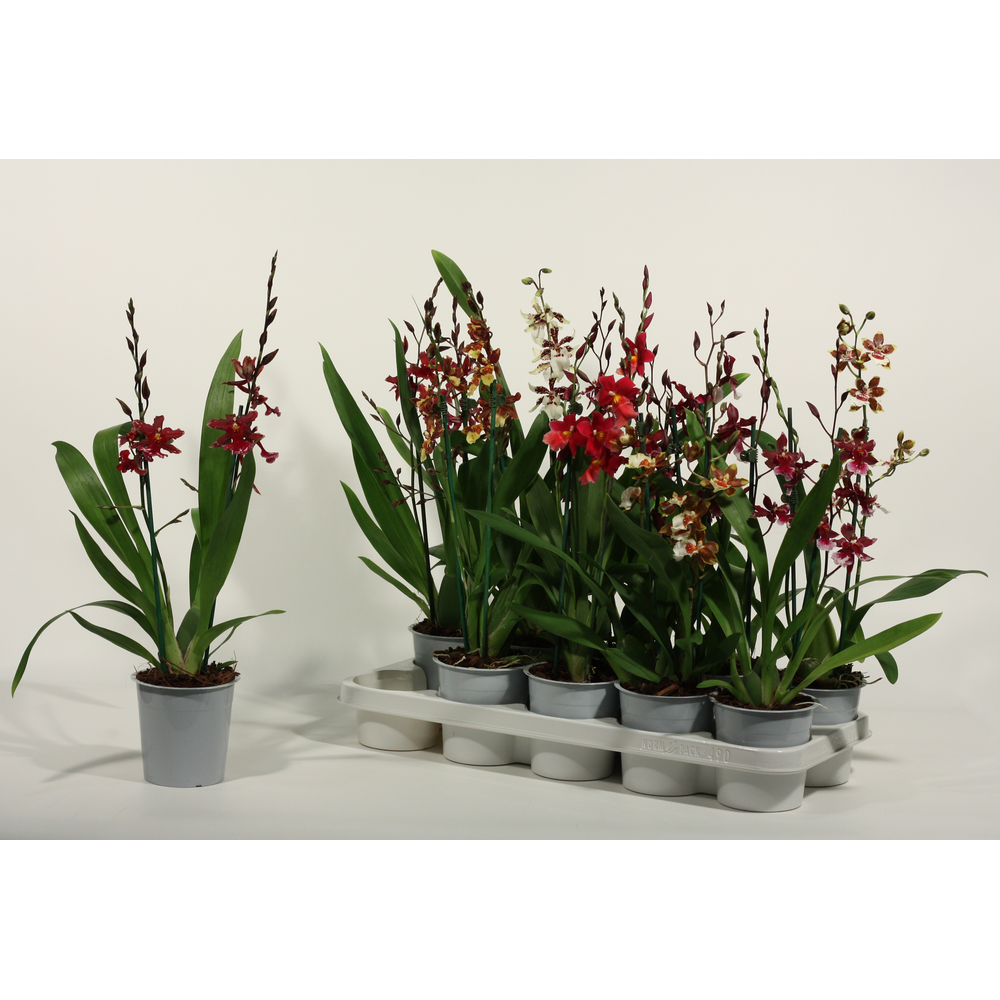 Cambria 2 tak mix kort.