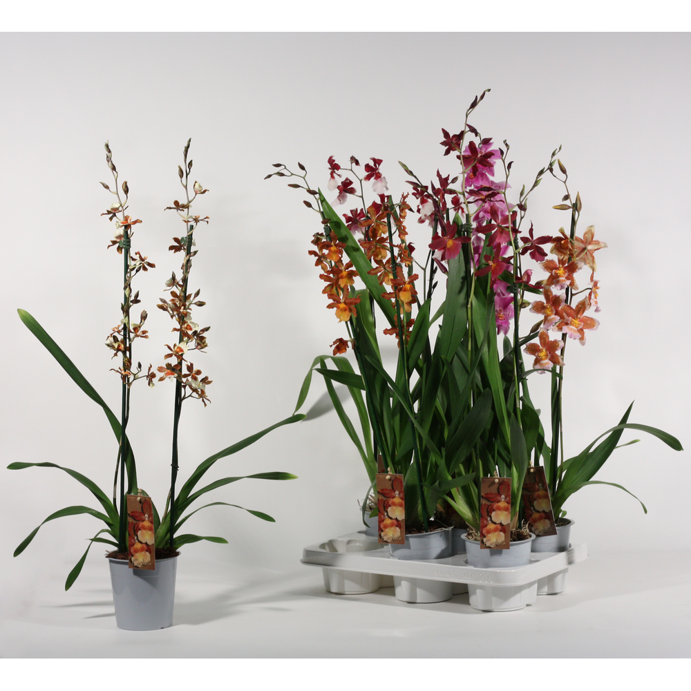 Cambria 2 tak mix lang.