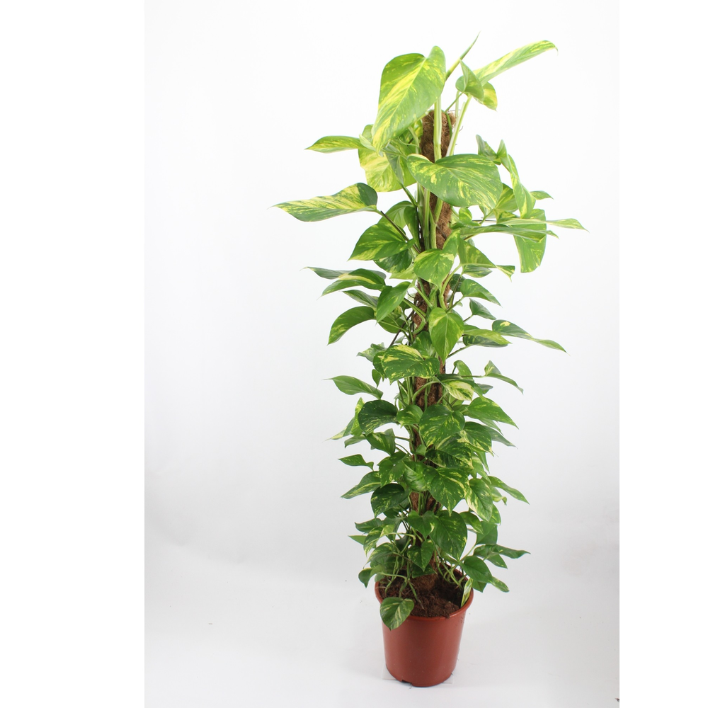 epipremnum aureum 150 mosstok.