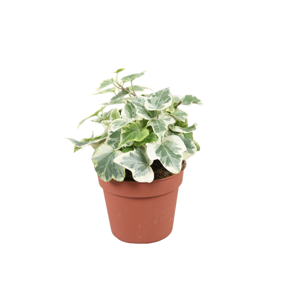 Hedera helix White Wonder.