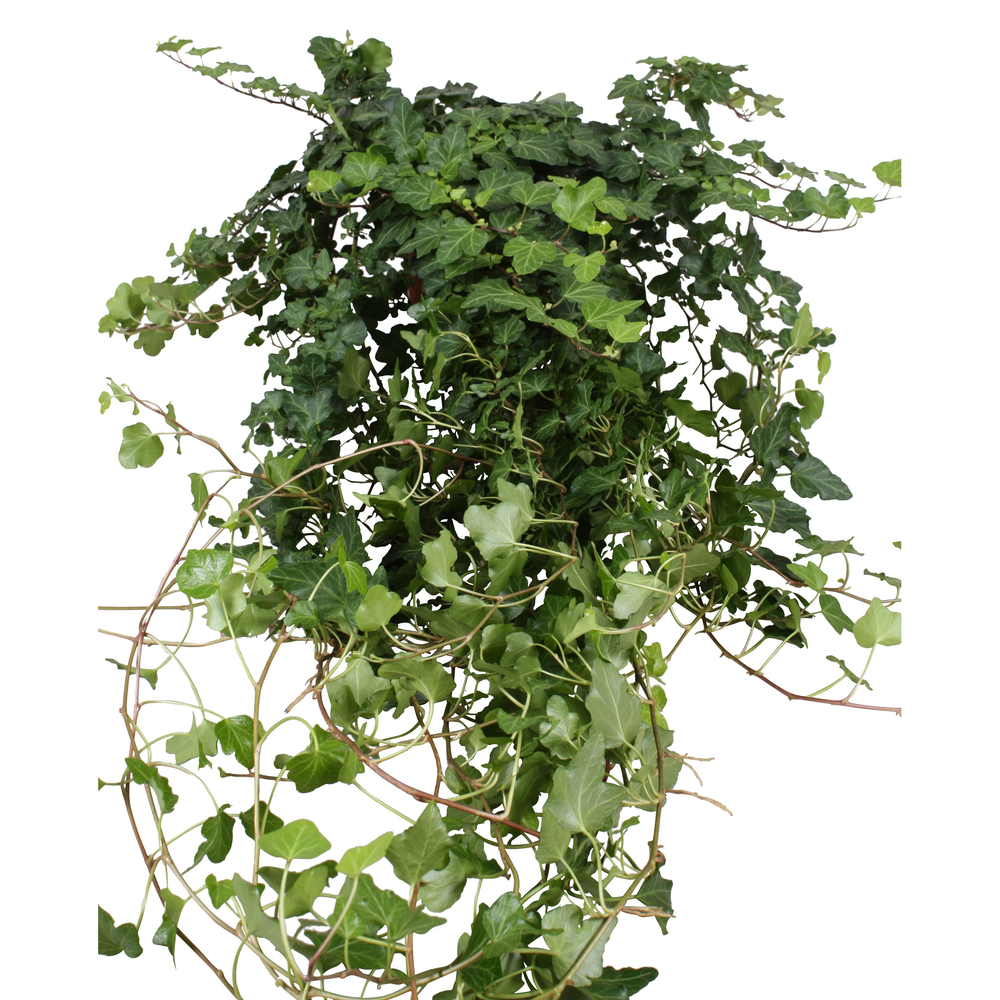 Hedera Wonder lange plant - lengte 90 cm..