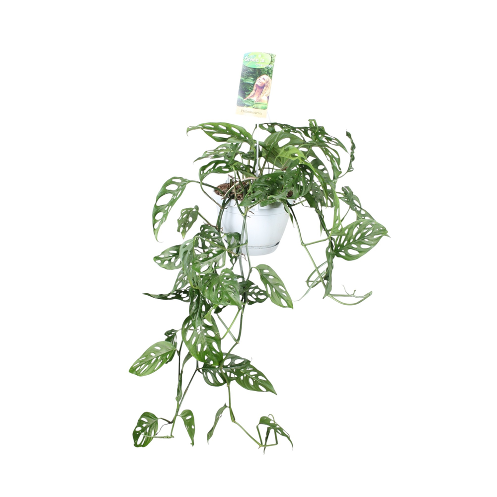 Monstera obliqua in hangpot.