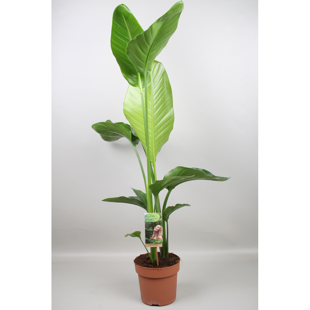 Strelitzia nicolai - H80-85.