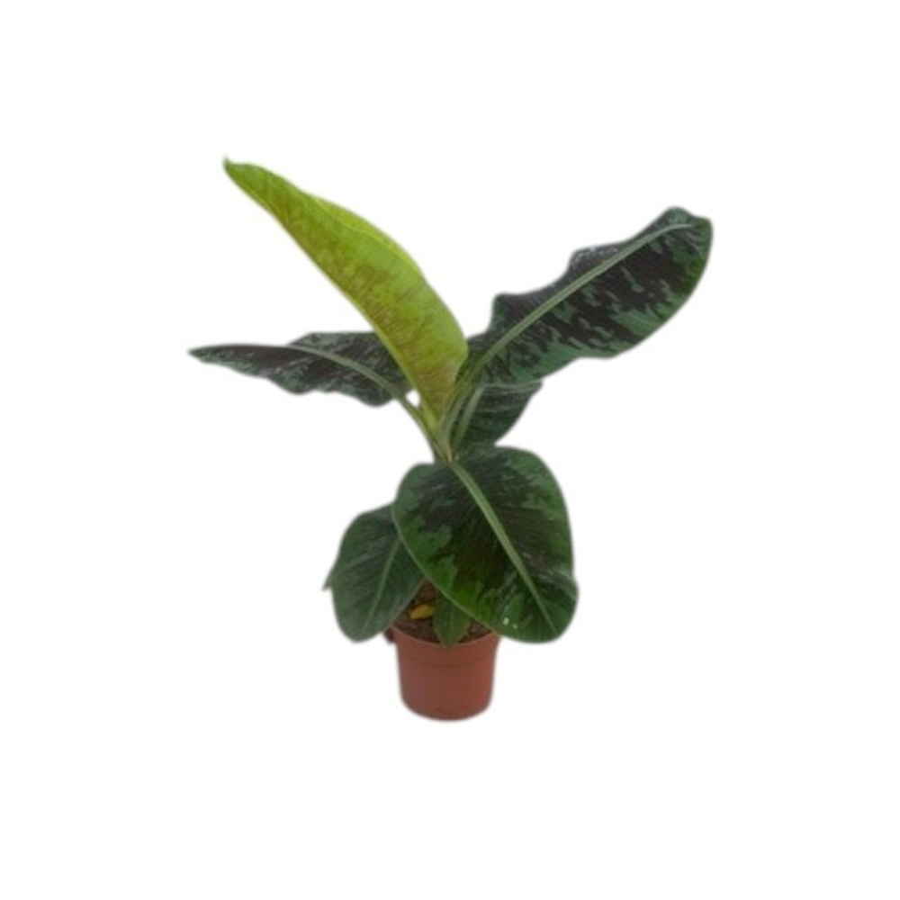 Musa Dwarf Cavendish.