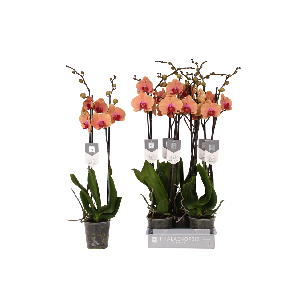 Phalaenopsis Caribbean Dream, 2-spike 18+.