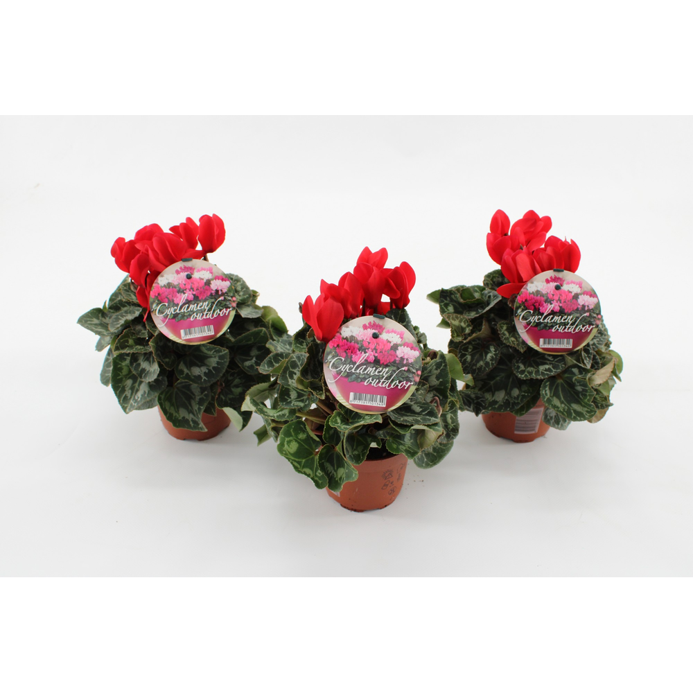 Cyclaam Garden Red Green Leaf.