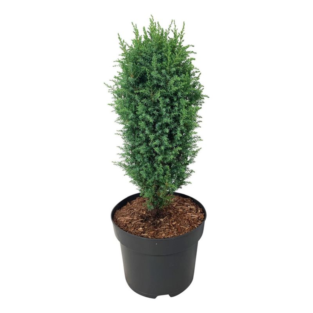 Juniperus comm. 'Compressa'.