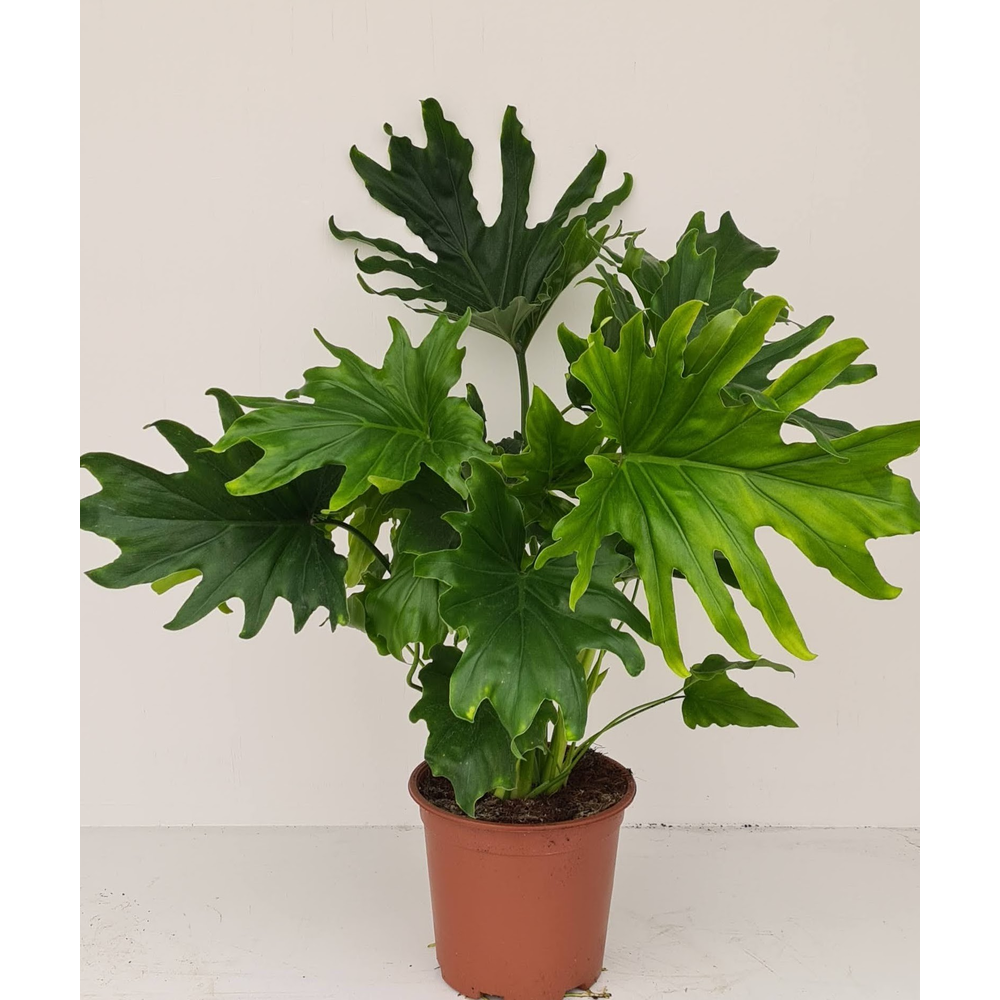 Philodendron Lickety split.