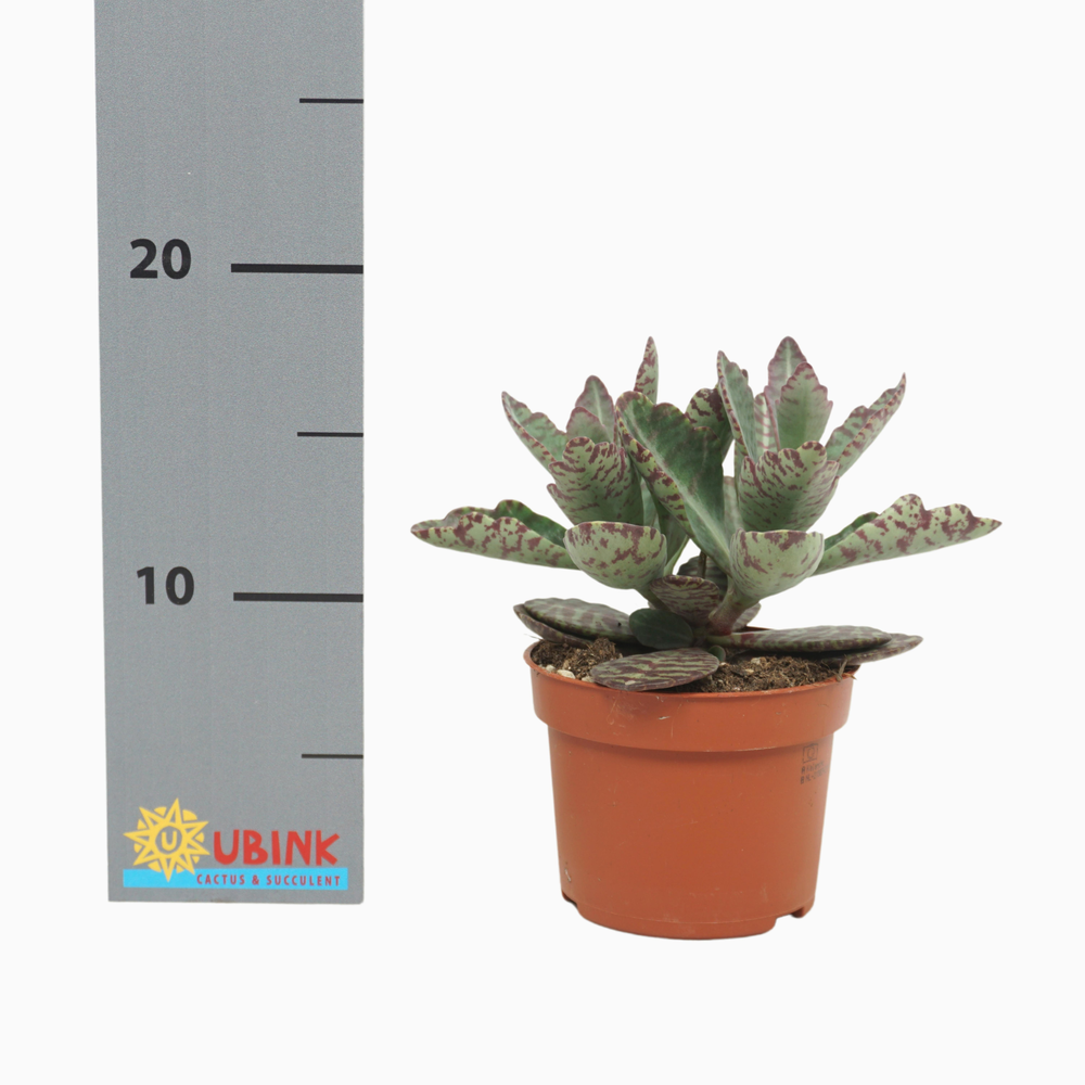 Kalanchoë partridge 10,5 cm.