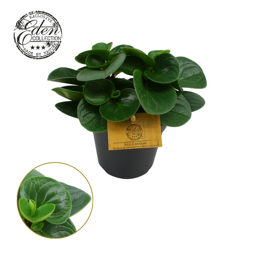 Peperomia Obtusifolia Red Canyon 12cm.