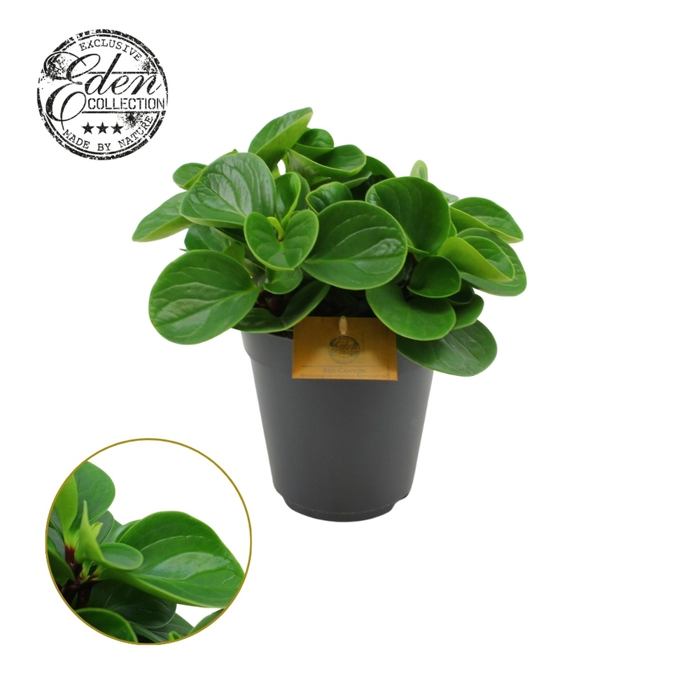 Peperomia Obtusifolia Red Canyon 15cm.