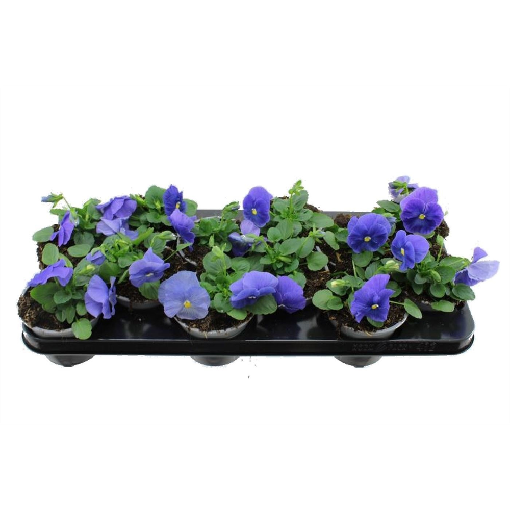 Viola witt. Delta True Blue.