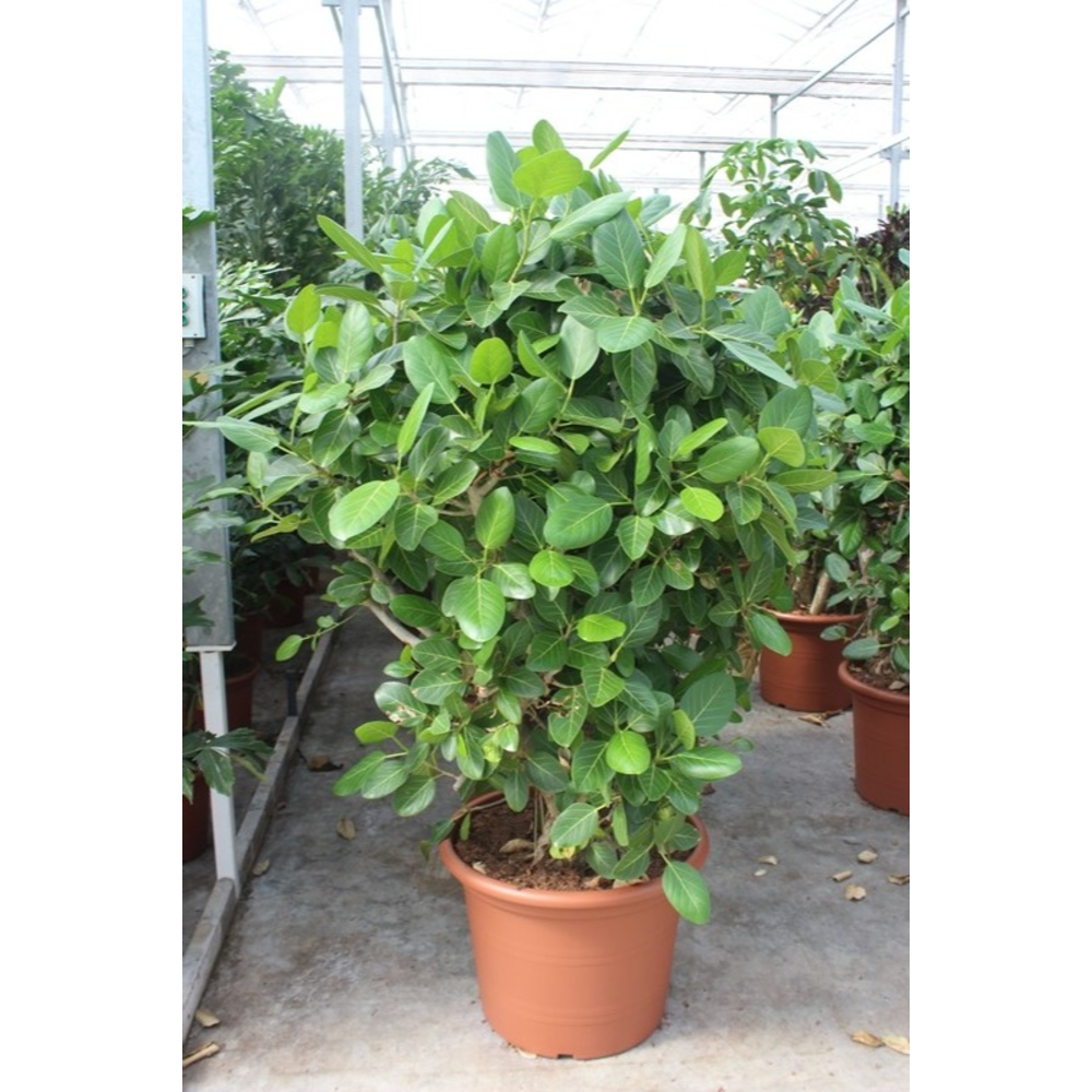 Ficus Benghalensis.