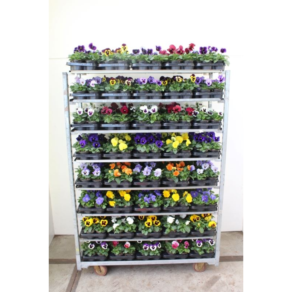 Viola wittrockiana F1 mix.