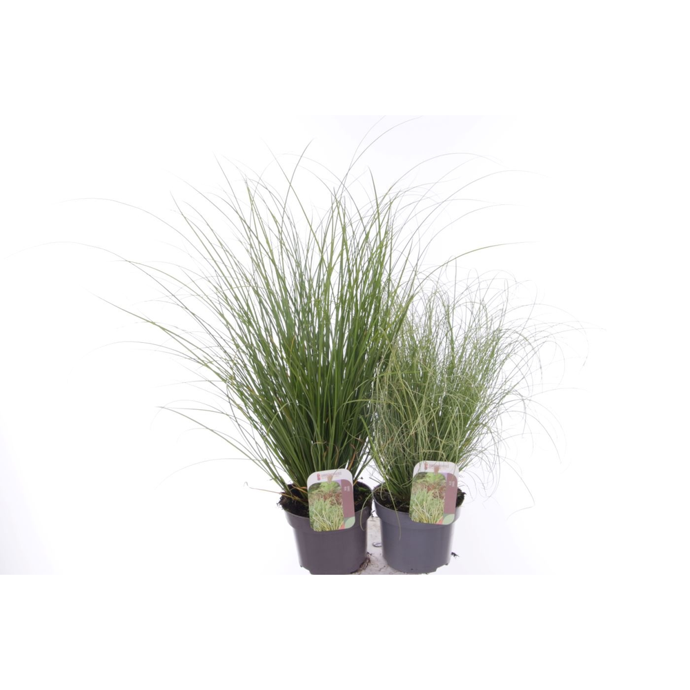 Gras mix.